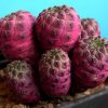 Sulcorebutia_rauschii_3